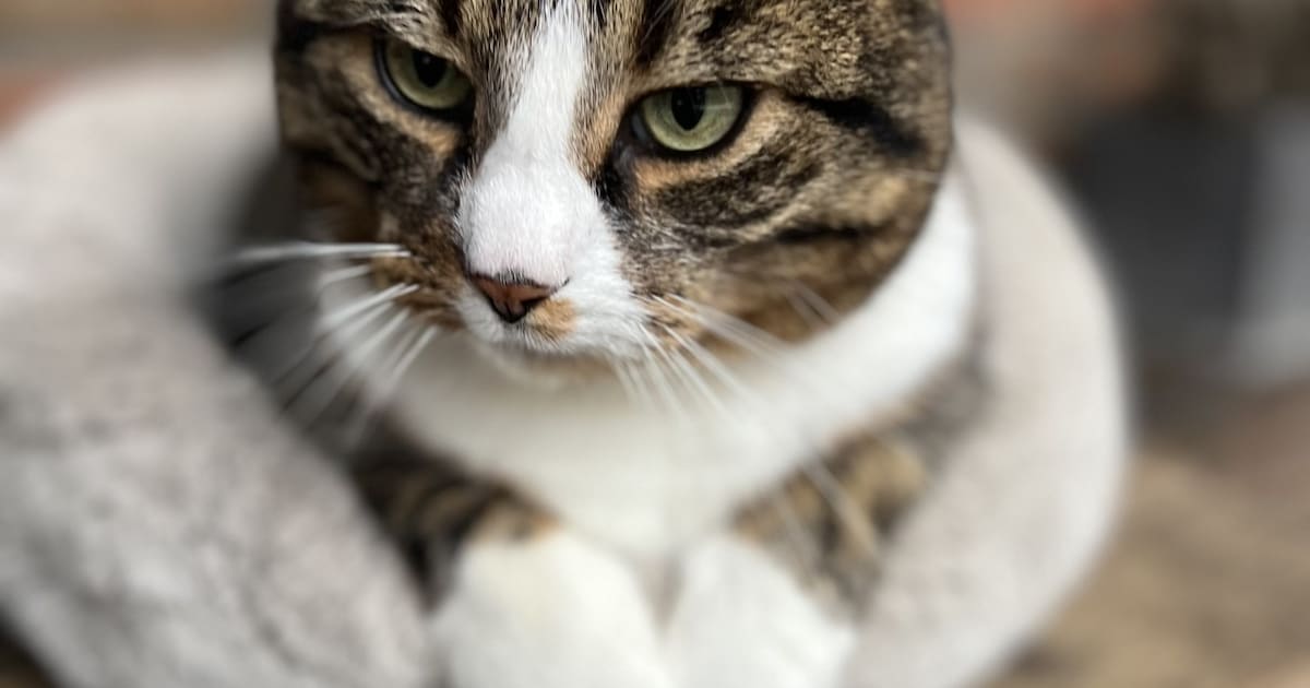 Heb jij Jut of Ivy gezien? Deze twee huisdieren worden in Hof van Twente vermist