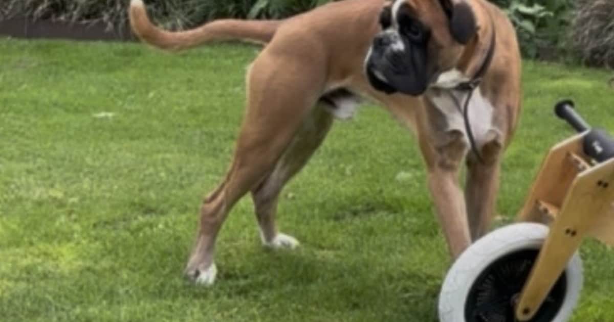 Heb jij Tinus gezien? Dit huisdier wordt in Losser vermist