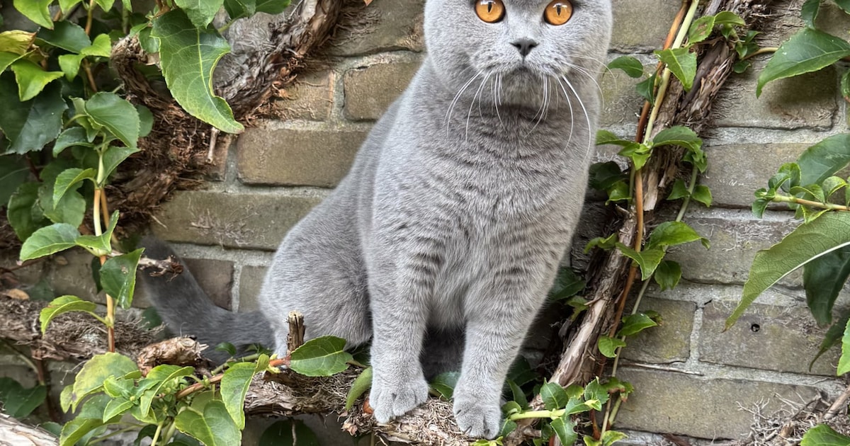 Heb jij Tijger, Mimi of Maus gezien? Deze vijf huisdieren worden in Hilversum vermist