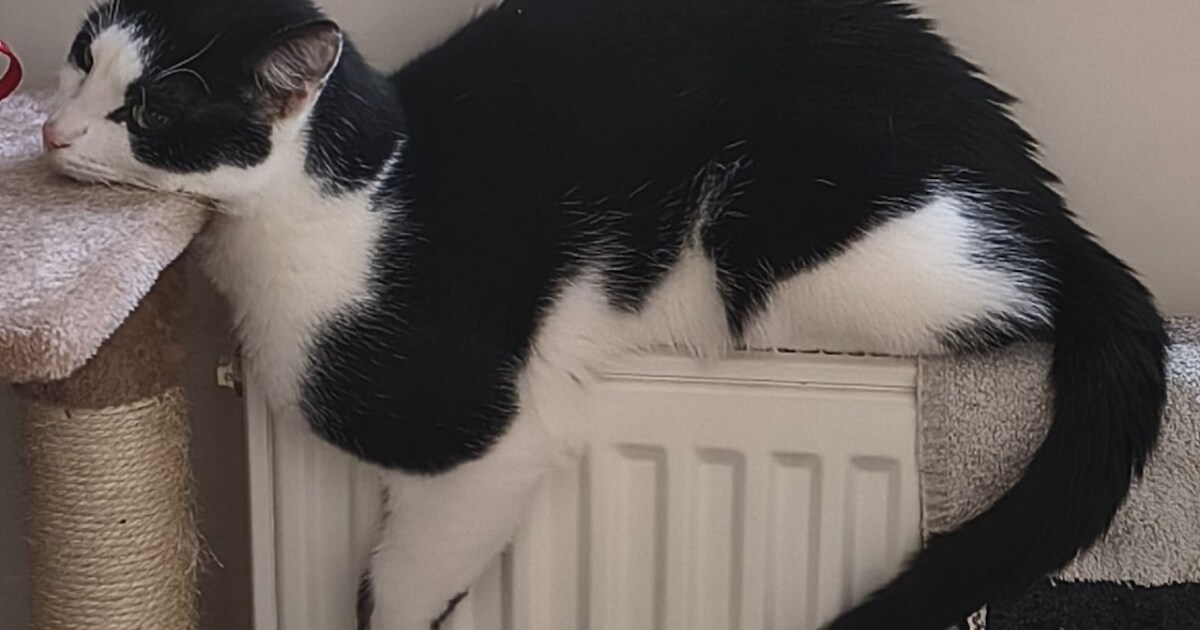 Heb jij Kipo gezien? Dit huisdier wordt in De Bilt vermist