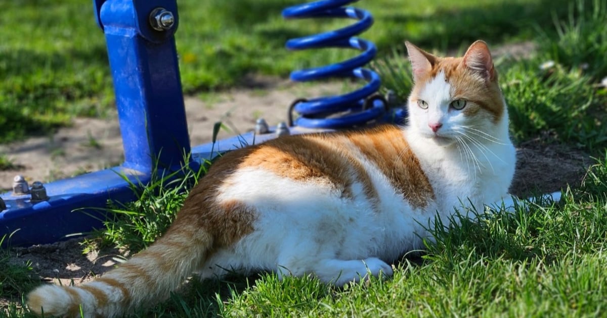 Heb jij Finn gezien? Dit huisdier wordt in Noordenveld vermist