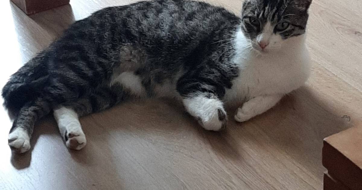 Heb jij Maisy of Joris gezien? Deze twee huisdieren worden in Noardeast-Fryslân vermist