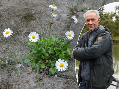 Wilde planten bloeien volop in december en januari: strenge winter is verleden tijd