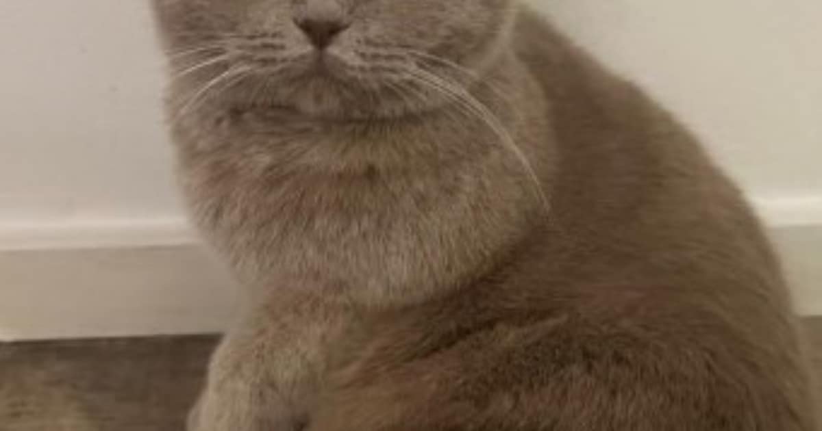 Heb jij Noena, Luna of Tess gezien? Deze drie huisdieren worden in Terneuzen vermist