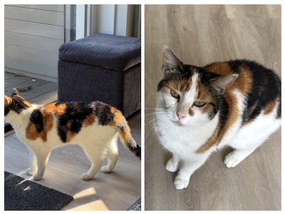 Heb jij Tyrion, Smokey of Nala gezien? Deze zes huisdieren worden in Gouda vermist