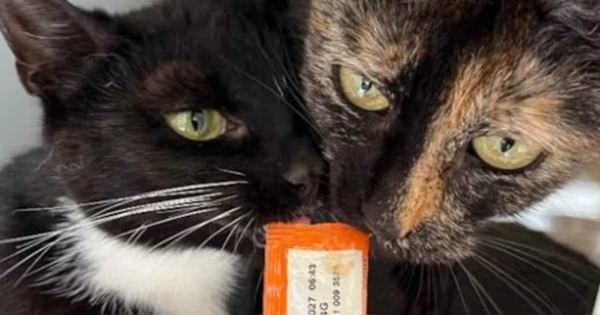 Twee jonge poezen zoeken samen een nieuw thuis in Soest