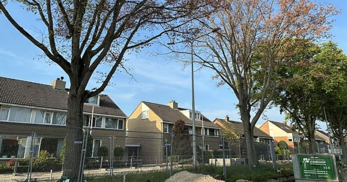 Zieke iepen in Oudelandstraat gekapt: ‘Dit besluit nemen we met pijn in ons hart’