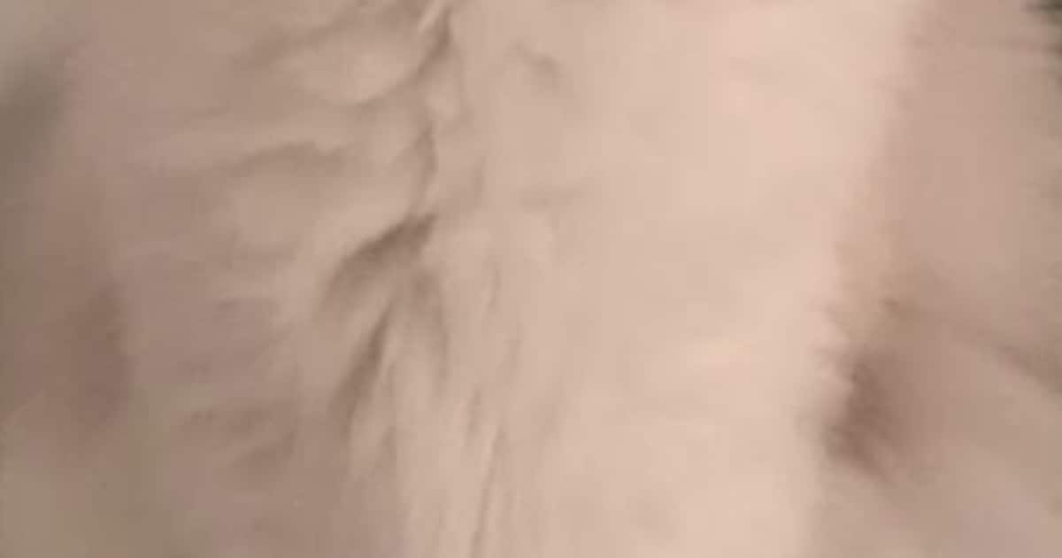 Heb jij Gumpy, Kedy of Poema gezien? Deze drie huisdieren worden in Gooise Meren vermist