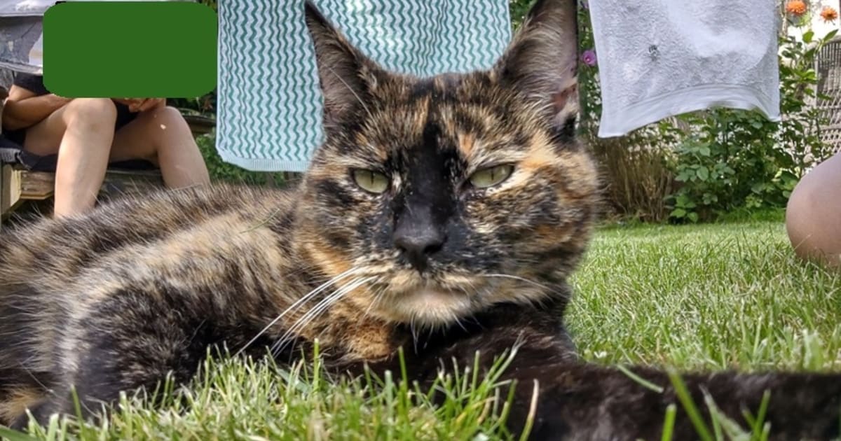 Heb jij Mokka gezien? Dit huisdier wordt in Wijdemeren vermist