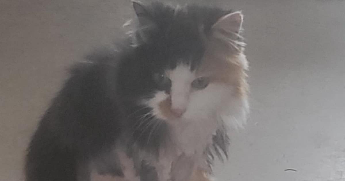 Heb jij Miemke gezien? Dit huisdier wordt in Gulpen-Wittem vermist
