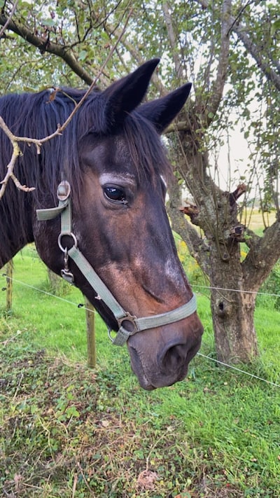 Hank rouwt om icoon Quinta, maar eigenaresse Sandra is nu ook haar zadel kwijt