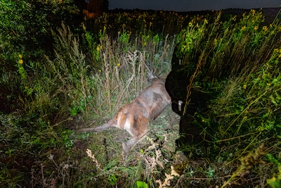 Ree overleden na botsing met motorrijder bij Wolfheze