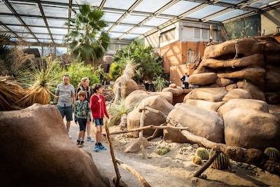 Een rots ‘bomvol techniek’ is het pronkstuk van de vernieuwde Desert van Burgers’ Zoo