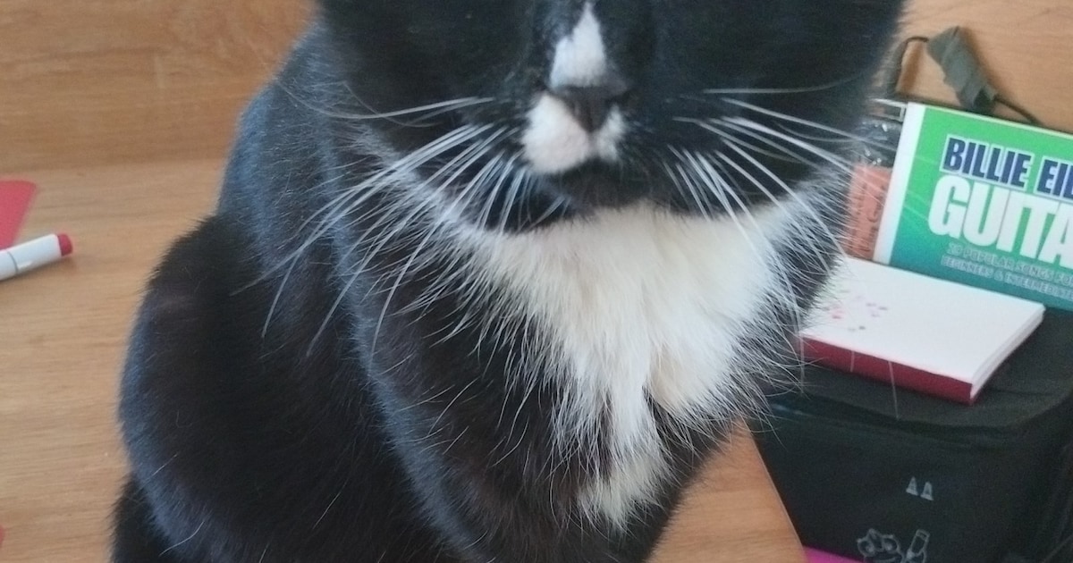 Heb jij Beer gezien? Dit huisdier wordt in De Wolden vermist
