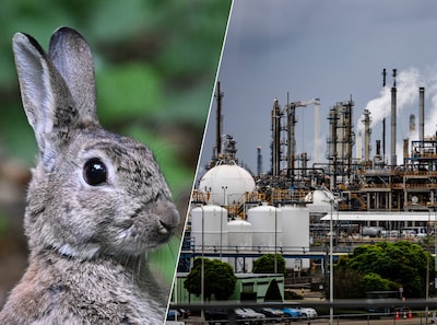 Zucht van verlichting in Rotterdamse haven: eindelijk van stikstofslot af, mede dankzij konijnen