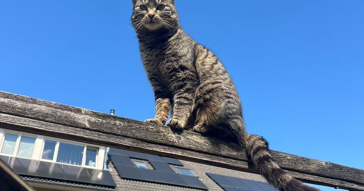 Heb jij Tijger, Beer of Pantertje gezien? Deze drie huisdieren worden in Soest vermist
