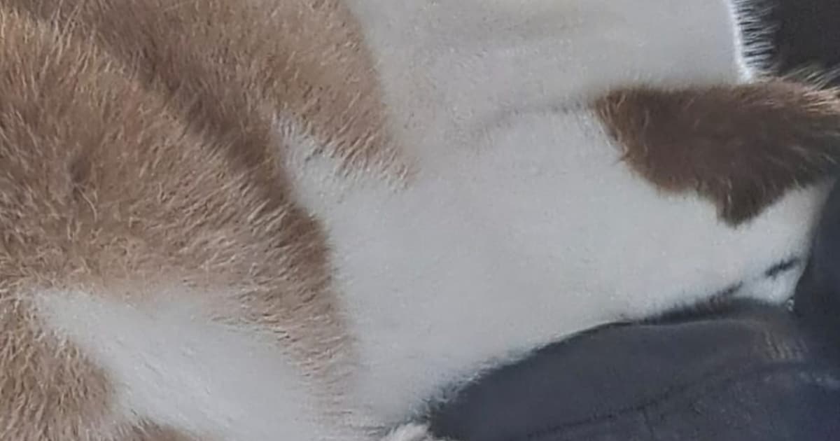 Heb jij Lobke, Rocket of Josthi gezien? Deze vier huisdieren worden in Dronten vermist