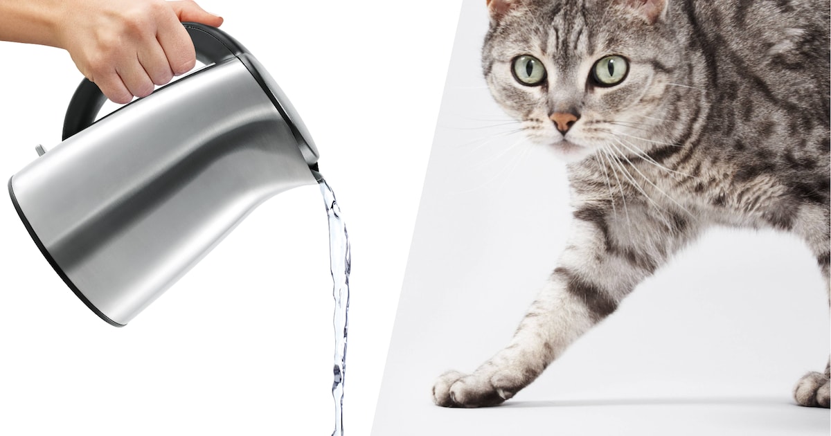 Politie zoekt naar dierenbeul in Schiedam die kokend water over katten gooit