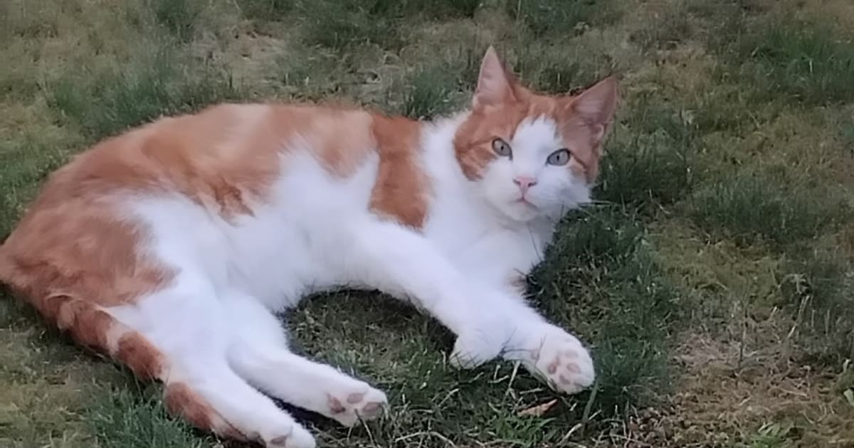 Heb jij Gijs gezien? Dit huisdier wordt in Stadskanaal vermist