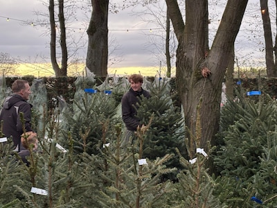 Je kerstboom inleveren in Helmond: dit moet je weten