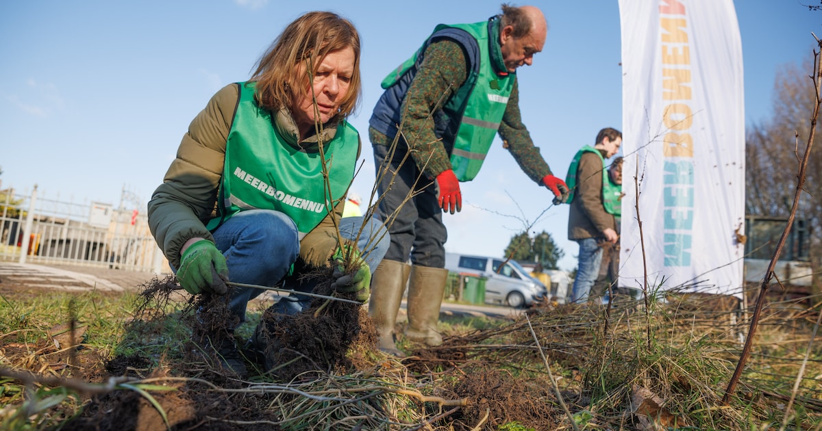 Zaailingen oogstdag op 17 januari in Borgerswold Veendam