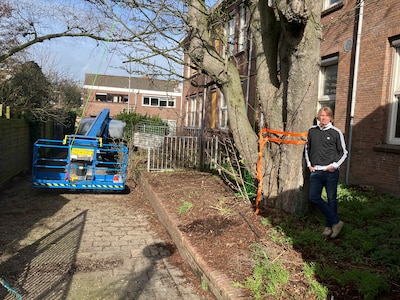Rechter komt er aan te pas in strijd om behoud van tientallen jaren oude kastanjeboom in Schiedam