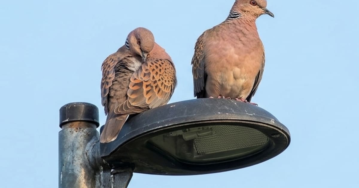 Openbare verlichting valt uit op meerdere plekken in De Ronde Venen