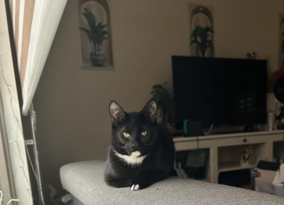 Heb jij Ace of Tedje gezien? Deze twee huisdieren worden in Doetinchem vermist
