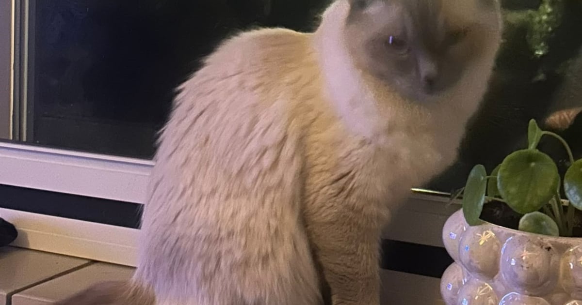 Heb jij Baby gezien? Dit huisdier wordt in Halderberge vermist