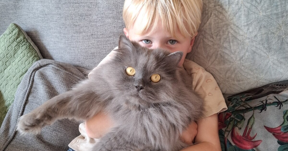 Heb jij Guus gezien? Dit huisdier wordt in Kaag en Braassem vermist