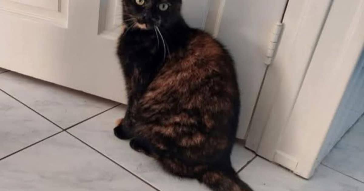 Heb jij Lizzy gezien? Dit huisdier wordt in Veendam vermist