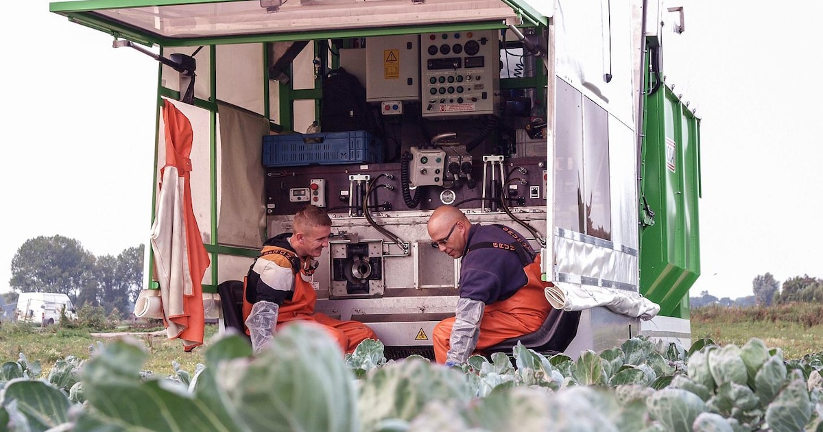 Boer uit Rockanje heeft primeur met spruitenplukmachine | Regio | AD.nl