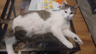 Heb jij Lilo, Lilly of Dobby gezien? Deze vier huisdieren worden in Kampen vermist