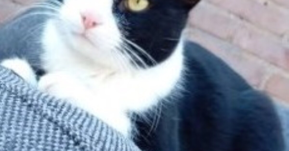 Heb jij Chuckie gezien? Dit huisdier wordt in Noord-Beveland vermist