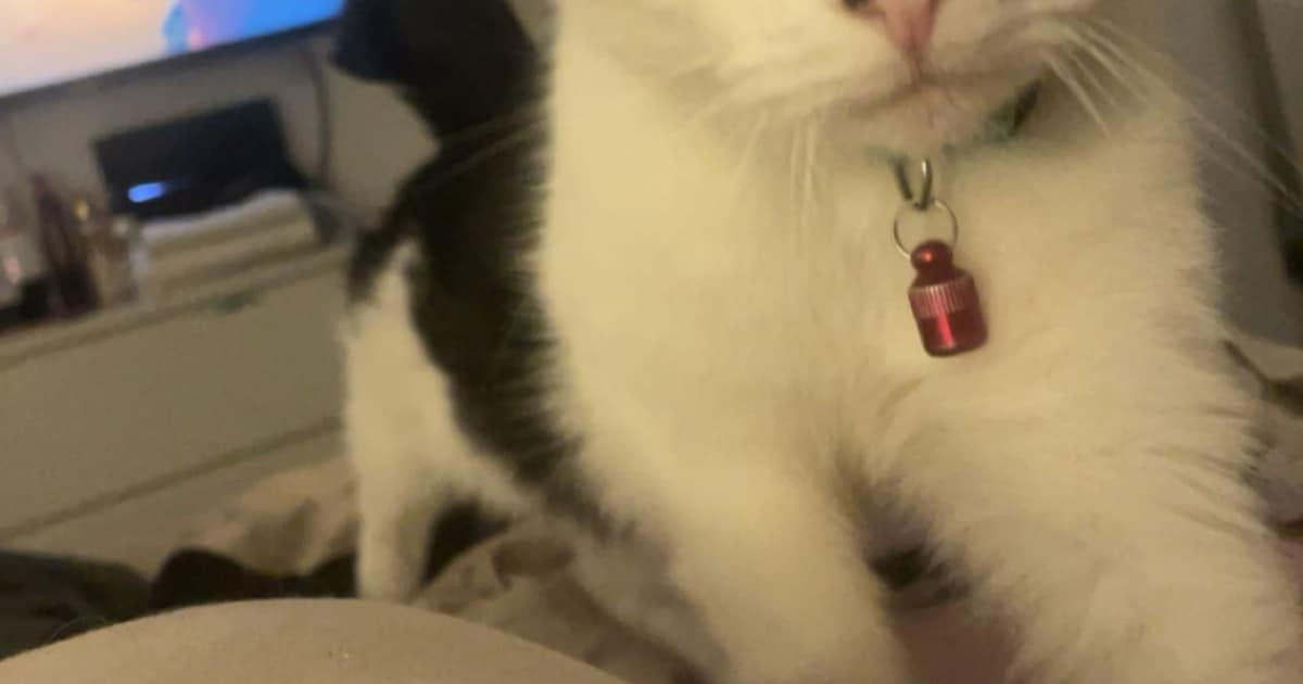Heb jij Nala, Kaya of Frodo gezien? Deze vijf huisdieren worden in Heerlen vermist