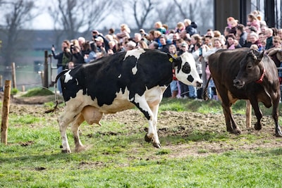 Koeiendans verloopt iets te wild: ‘Ik raakte even in paniek en ben weggegaan’