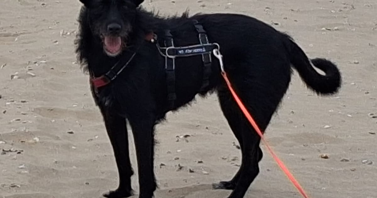 Heb jij Katie gezien? Dit huisdier wordt in Opmeer vermist