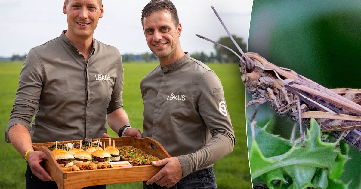 Waarom sprinkhanenvlees de toekomst heeft, maar mensen toch afwijzend reageren