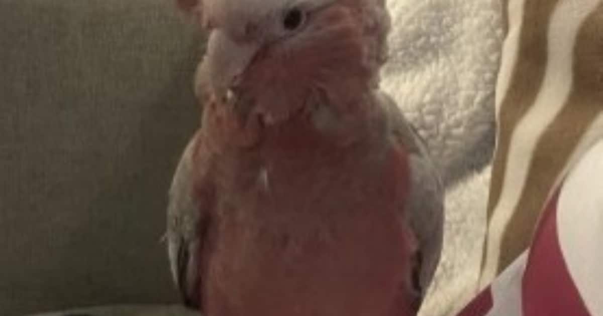 Heb jij Luna gezien? Dit huisdier wordt in Simpelveld vermist