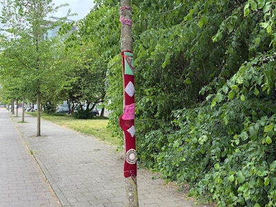 Mystery in the East: why are these trees suddenly wearing knitted sweaters?