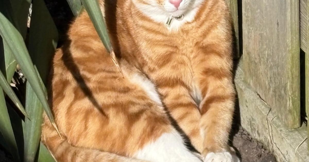 Heb jij Jojo of Joep gezien? Deze twee huisdieren worden in Medemblik vermist