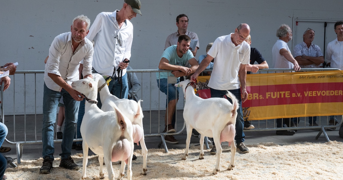 Jubileumeditie van geitenkeuring in Drogeham