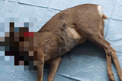 Stroper (41) betrapt in Waalre, vlucht met dode ree op quad