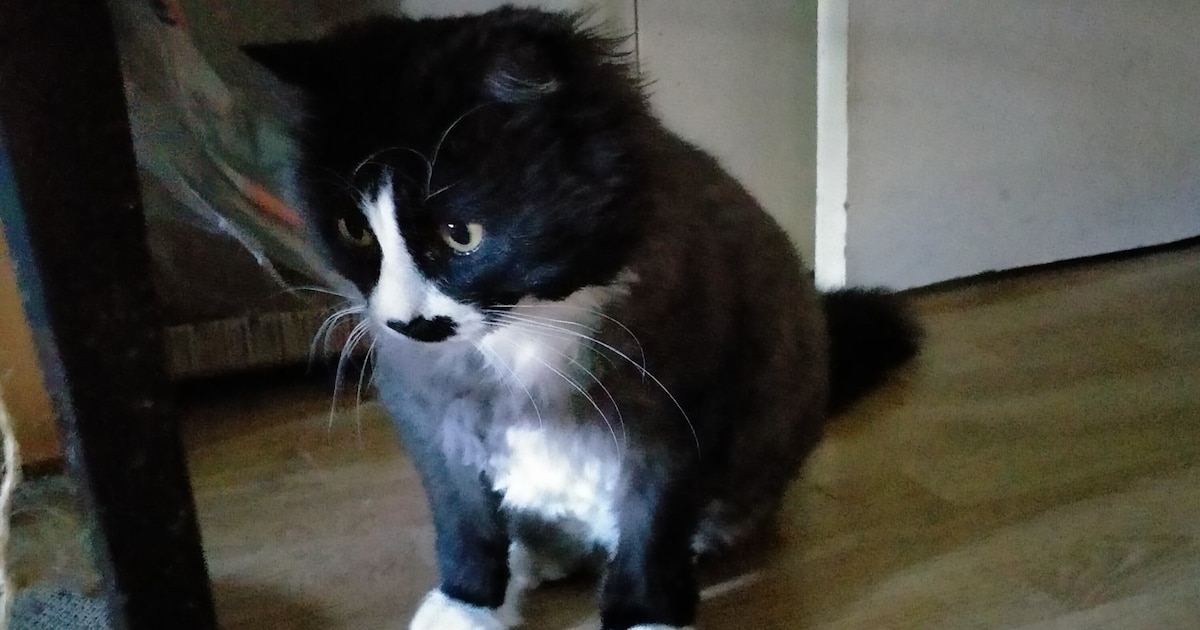 Heb jij Walter of Belle gezien? Deze twee huisdieren worden in Heerlen vermist