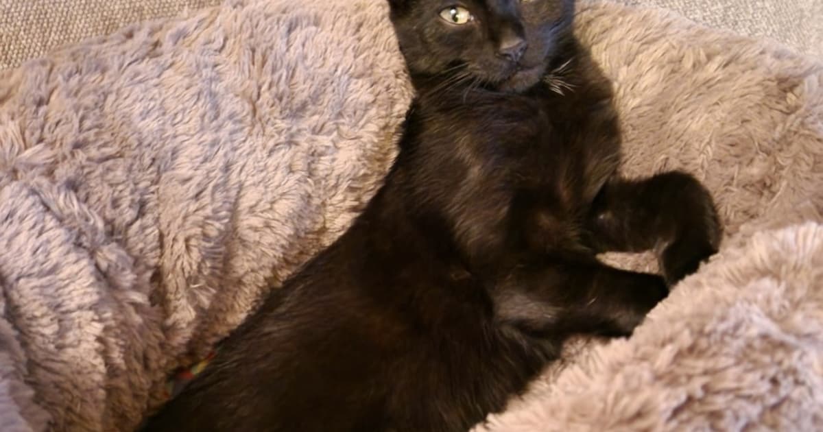 Heb jij Siepie gezien? Dit huisdier wordt in Roermond vermist