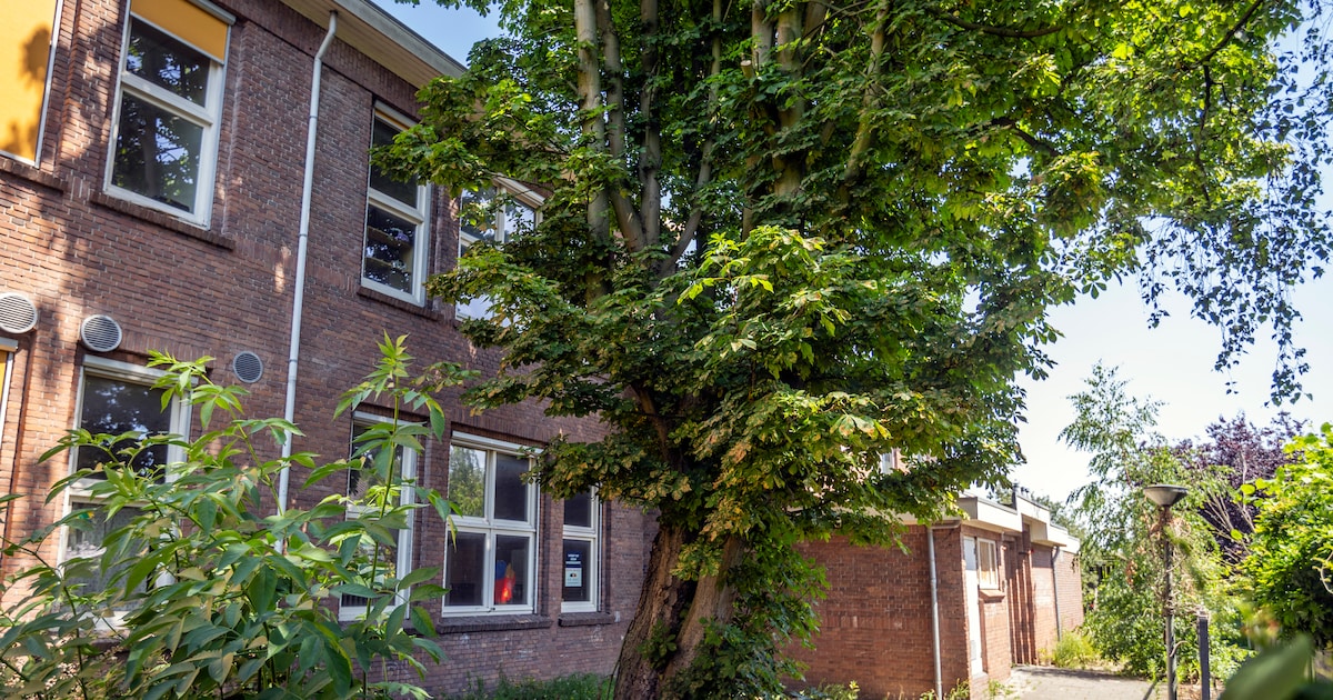 Oude kastanjeboom mag wijken: groen licht voor zeventien woningen in en rondom voormalige school