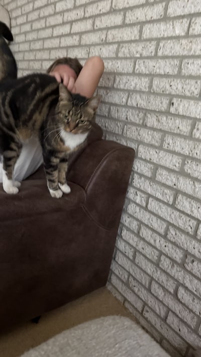 Heb jij Noa of Sjaakie gezien? Deze twee huisdieren worden in Oss vermist