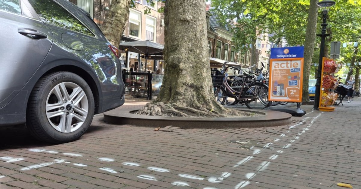 Gemeente Harlingen onderzoekt boomwortels in Voorstraat