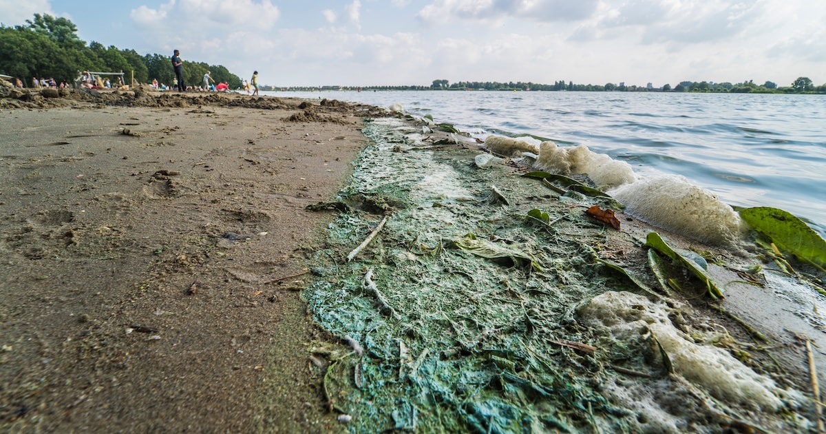 Deze zomer nog meer last van blauwalg bij Noord Aa? Ultrasone boeien na tien jaar uit het water