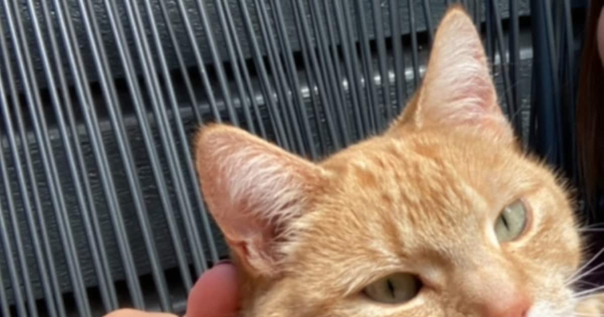Heb jij Mia, Nunu of Streep gezien? Deze vijf huisdieren worden in Deventer vermist